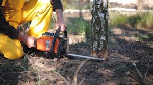 Best Tree Removal Service  in Nellieburg, MS